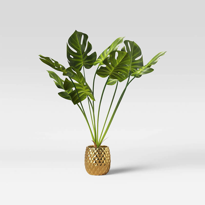 گیاه برگ نخل گلدانی